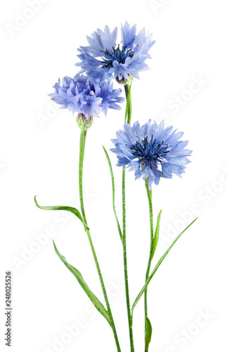 Fototapeta Naklejka Na Ścianę i Meble -  Group of blue flowers of knapweed isolated on white background