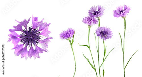 Set of purple flowers of knapweed isolated on white background