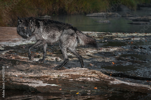 Black Phase Grey Wolf  Canis lupus  Steps Out of River Autumn