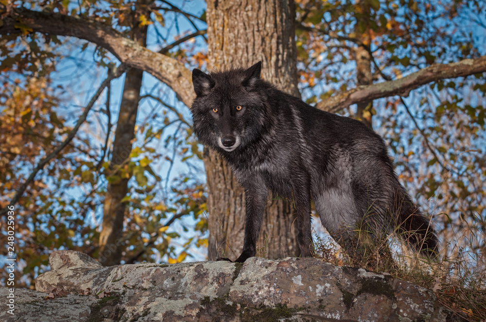 Black Phase Grey Wolf (Canis lupus) Stands Atop Rock Autumn