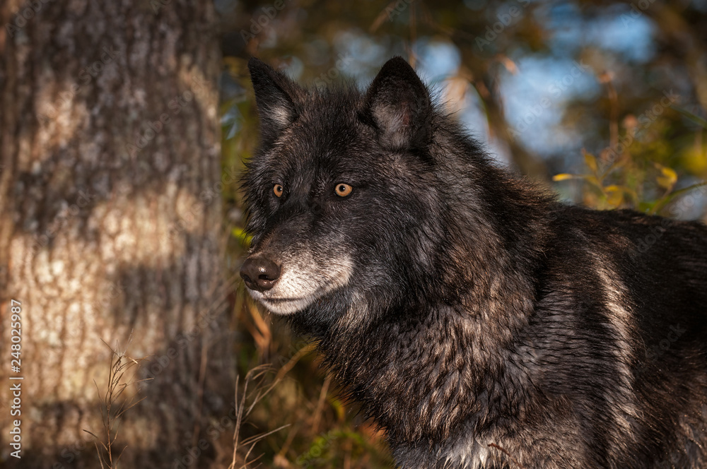 Black Phase Grey Wolf (Canis lupus) Stands Looking Left Autumn