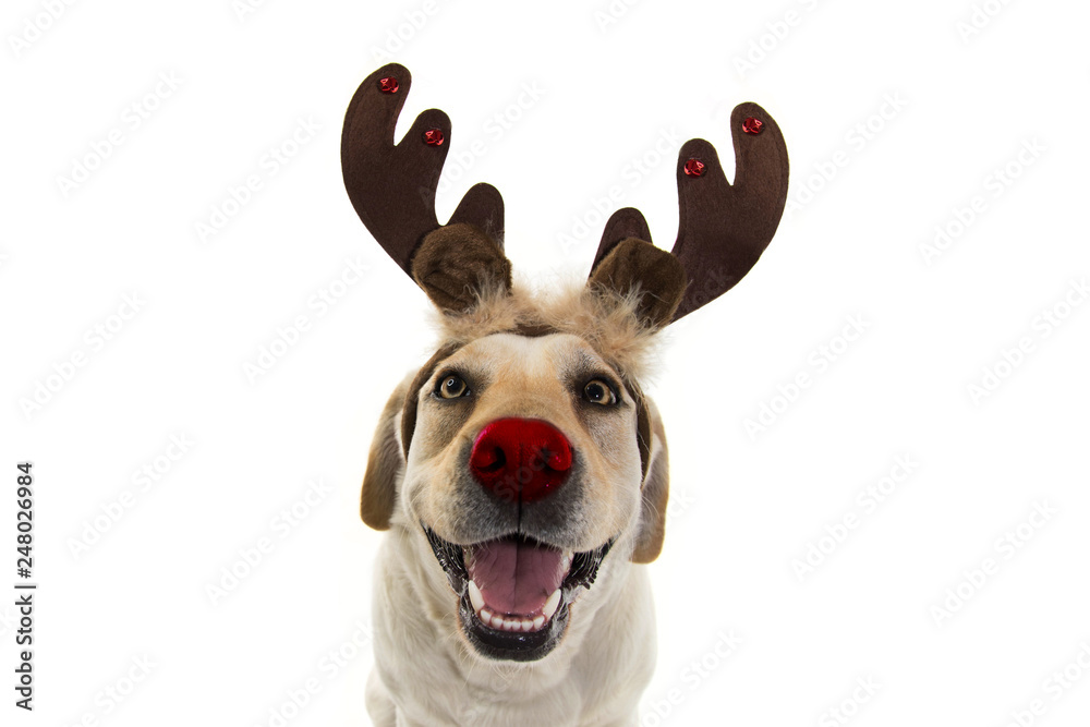 DOG CHRISTMAS REINDEER ANTLERS. FUNNY LABRADOR WITH RED NOSE AND HOLIDAYS  COSTUME. ISOLATED AGAINST WHITE BACKGROUND. Stock Photo | Adobe Stock