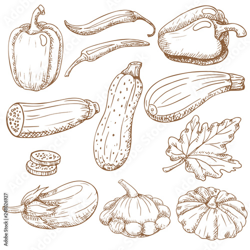 Vector hand drawn illustration of different vegetables
