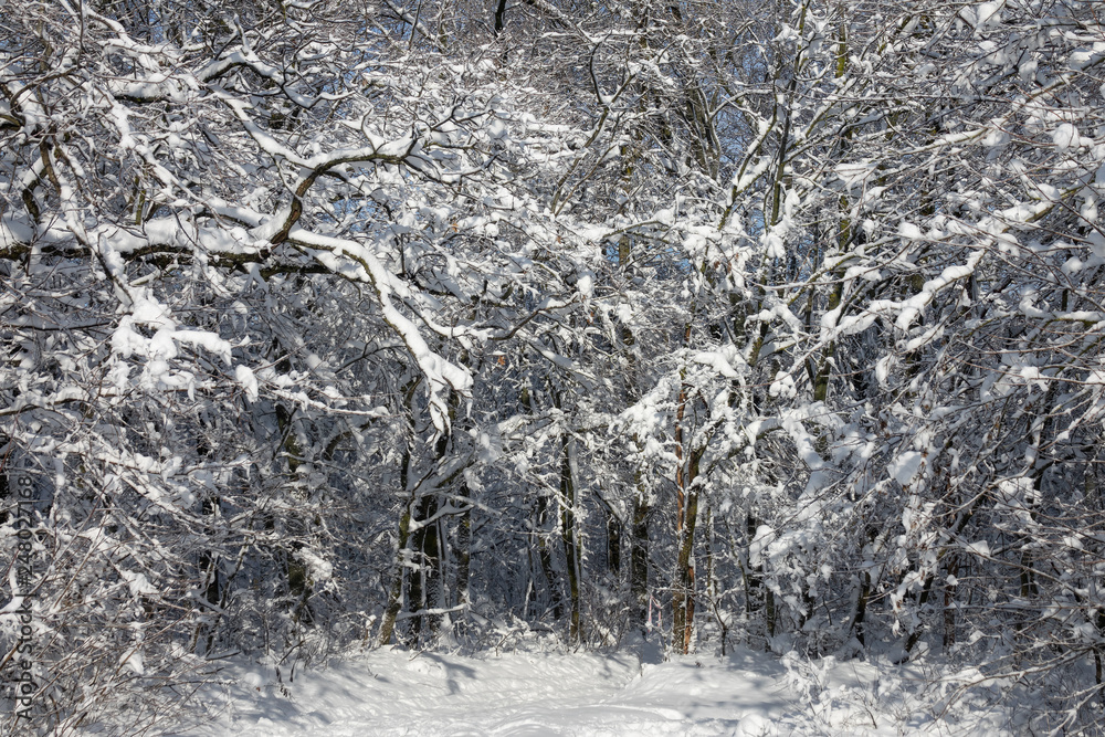 winter forest covered with snow