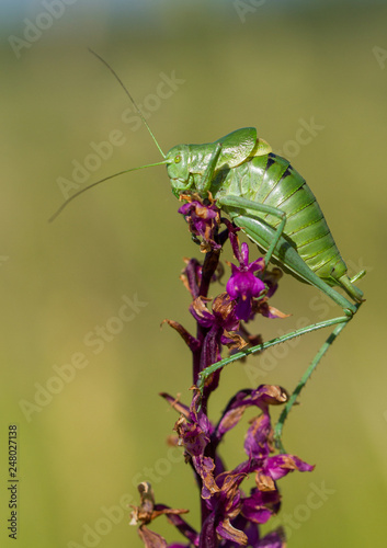 Large Saw-tailed Bush-cricket Polysarcus denticauda in Czech Republic photo