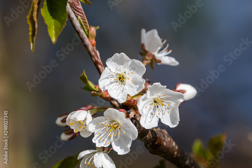 Hawthorn flowers in late spring photo