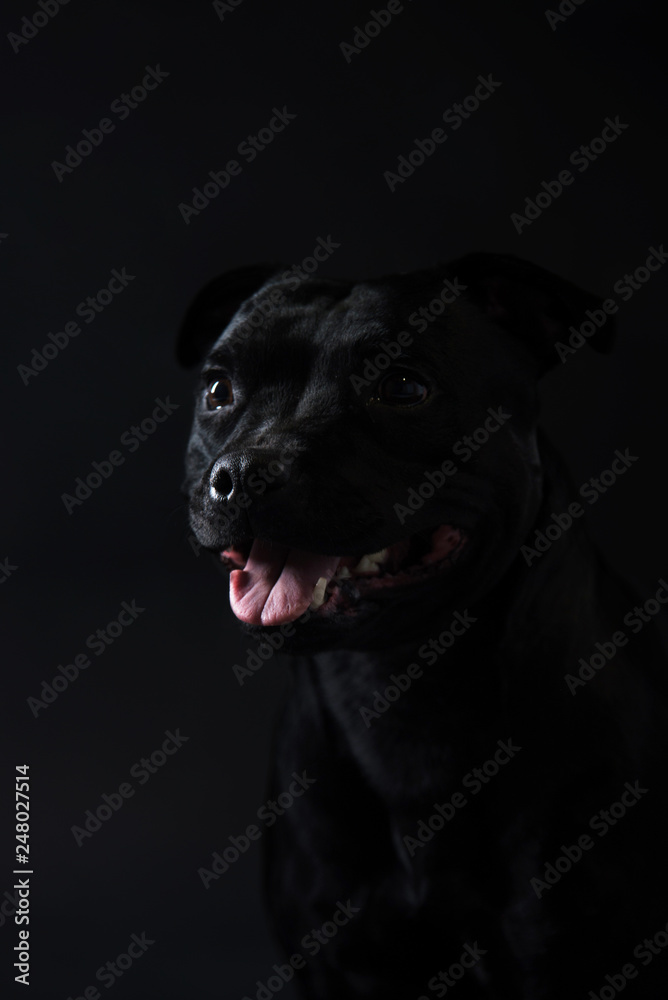  English Staffordshire Bull Terrier, Stuffy