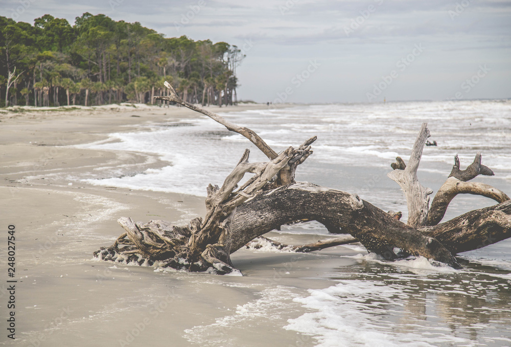 Hunting Island South Carolina Coastal Landscape