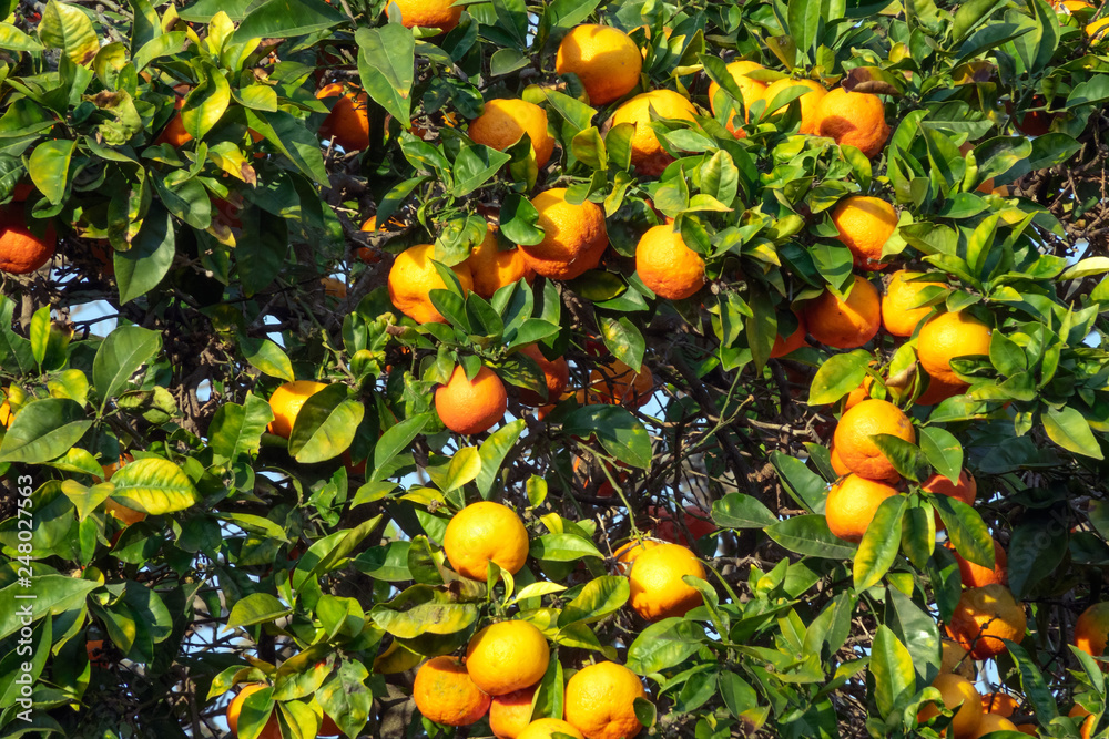 fresh ripe orange on plant