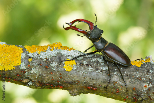 The stag beetle Lucanus cervus in Czech Republic