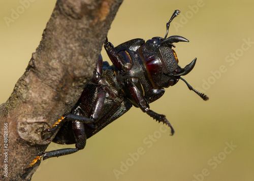 Lesser stag beetle Dorcus parallelipipedus in Czech Republic photo
