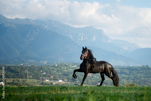 Black Friesian stallion in Transylvania, Romania landscape in the background