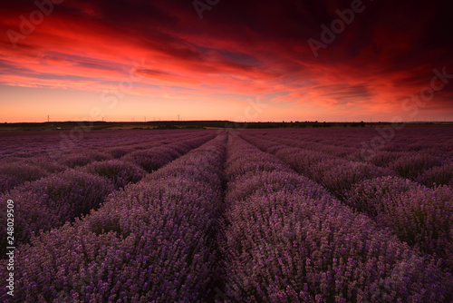 sunset over lavender  field