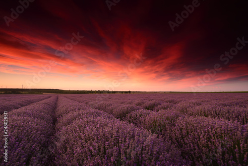 sunset over the lavender field