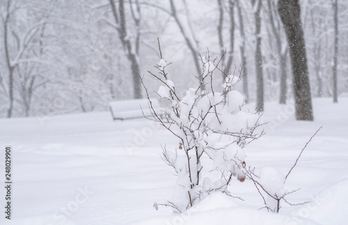 snowfall, in the foreground a bush, in the background a park in the snow