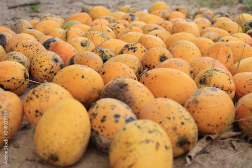 mango