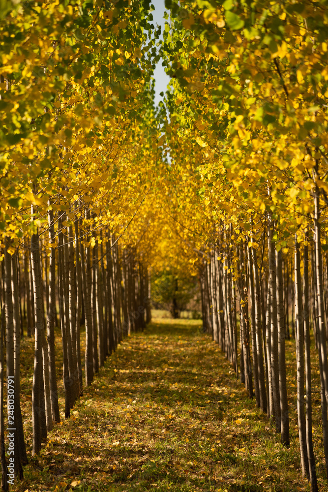 Naklejka premium Forest landscape detail in autumn time 
