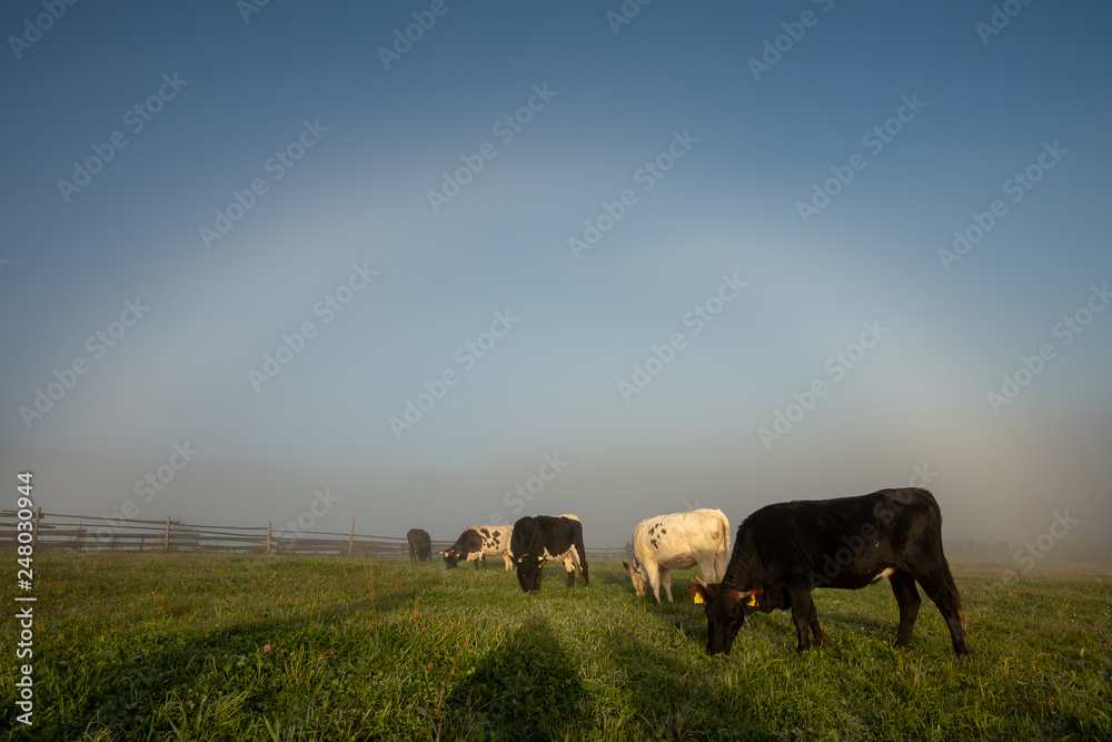 Cows on the hill of Transylvania , Eco farming in Romania Cows on the hill of Transylvania , Eco farming in Romania