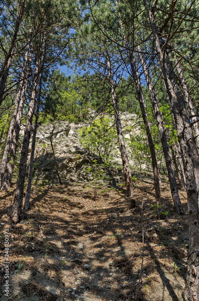 Springtime  forest in the Lozen mountain with pine tree and bush, Pancharevo, Sofia, Bulgaria 