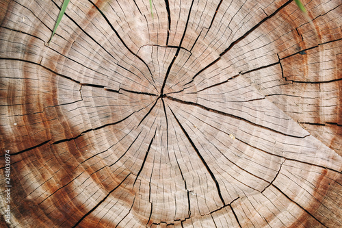 Old natural pattern of a tree stump. Beautiful wooden texture background.