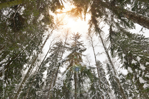 Bottom view of the trees in the winter forest.