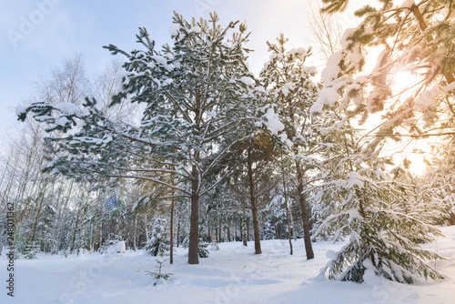 Winter forest landscape and sunlight through the trees..