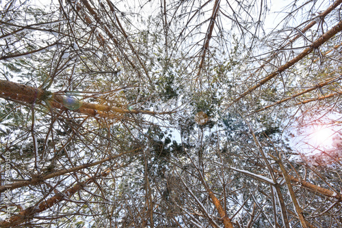 Winter coniferous forest and sun rays.