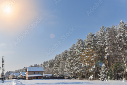 Winter coniferous forest and several houses.