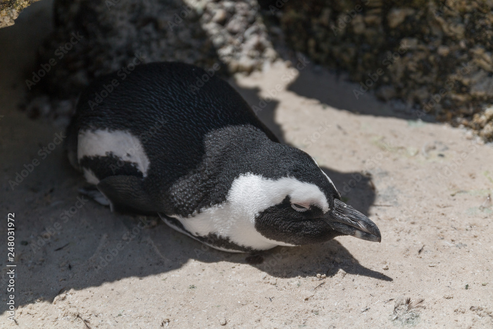 Fototapeta premium Jackass Penguin at Boulders beach, South Africa