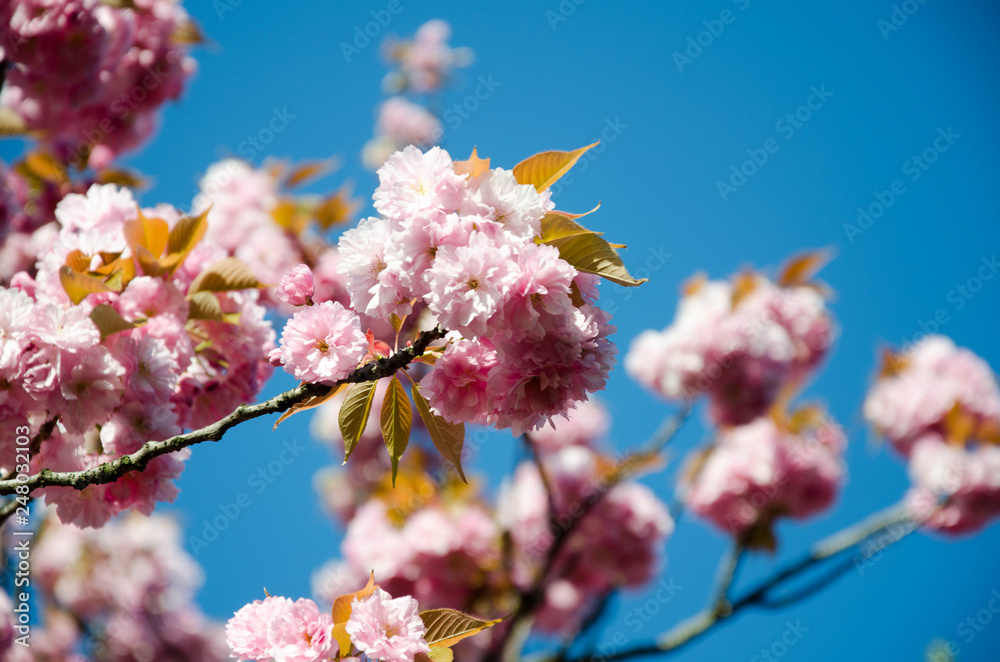 Sakura.Cherry. Very beautiful flowering cherry tree. spring flowers Sakura.Cherry. Very beautiful flowering cherry tree. spring flowers