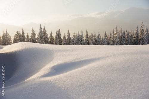 A sunny winter day in the Ukrainian Carpathian mountains with a lot of snow on the trees and slopes. © reme80