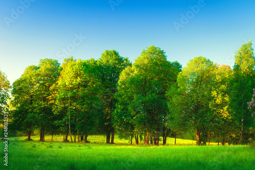 Summer landscape. Green trees on meadow with fresh grass in sunlight.
