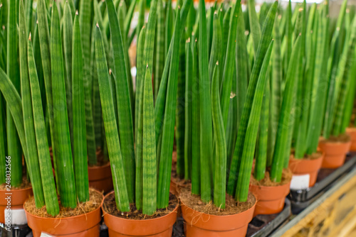 Potted flowers of sansevieria