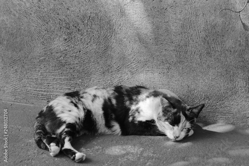 sleeping cat