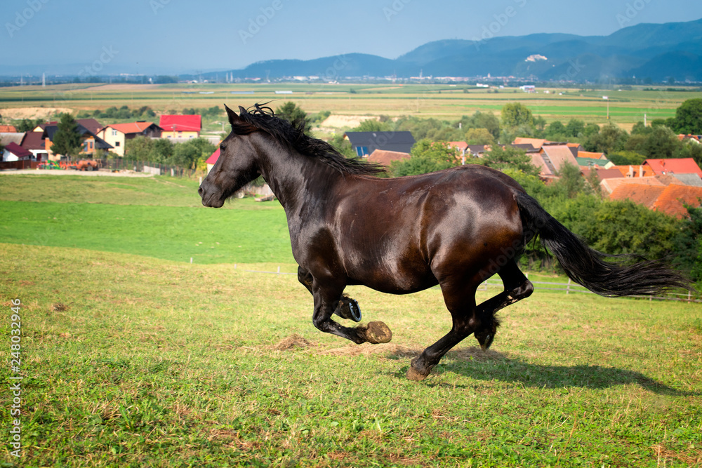 Horse running at the farm in Romania , Transylvania 