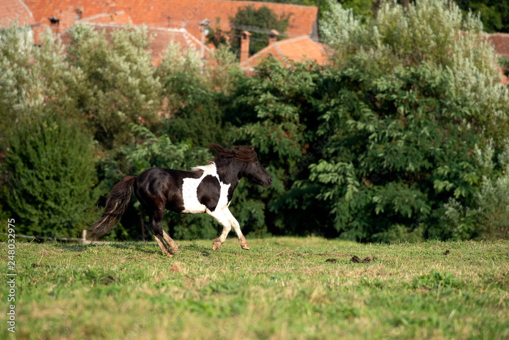 Horse running at the farm in Romania , Transylvania 