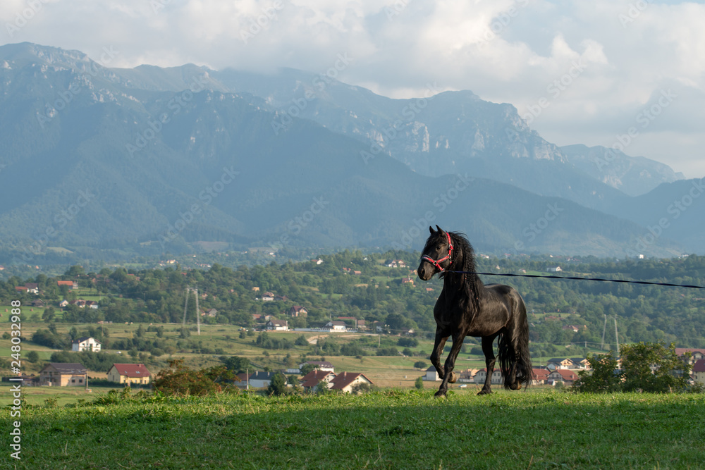 Horse running at the farm in Romania , Transylvania Horse running at the farm in Romania , Transylvania