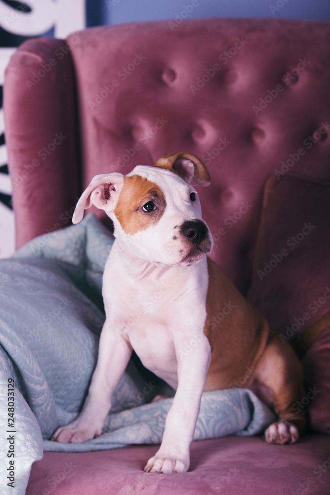 American Staffordshire Terrier, American Staffordshire Terrier puppy