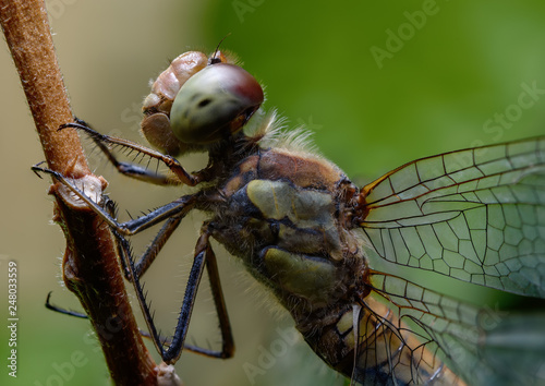 Dragonfly Extreme Macro Image