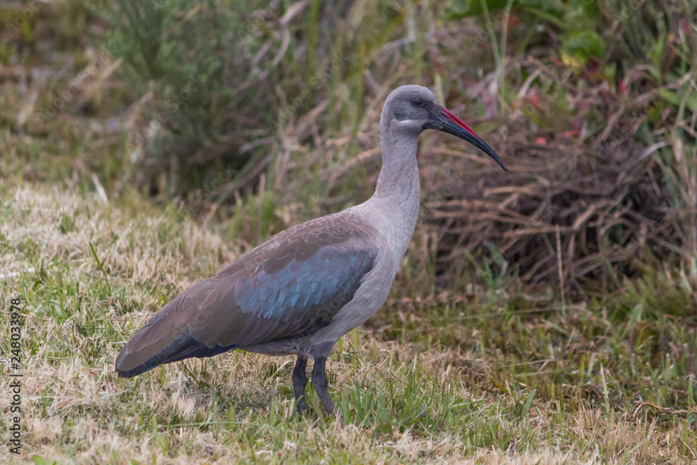 Hadeda Ibis in the meadow, Bettys Bay, South Africa