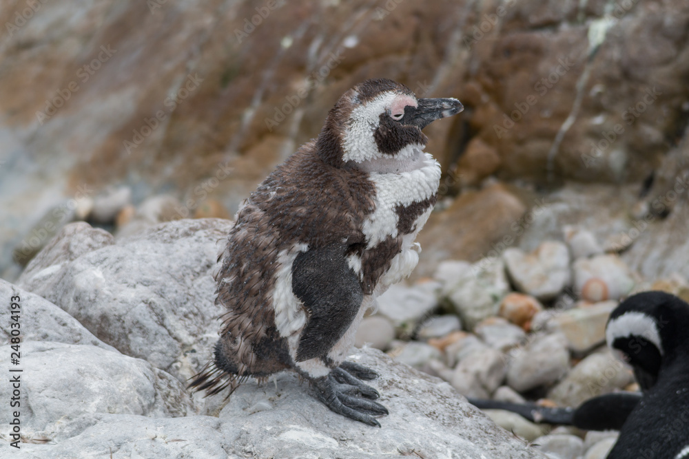 Fototapeta premium Jackass Penguin at stony point, Bettys Bay, South Africa