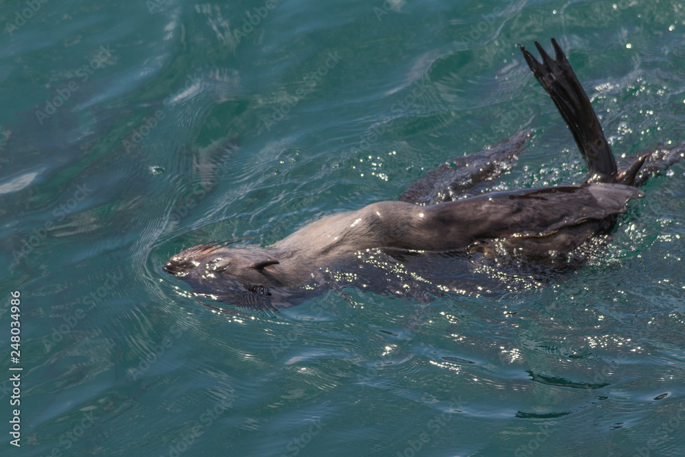 Obraz premium Cape fur seal in Hermanus Harbour, South Africa