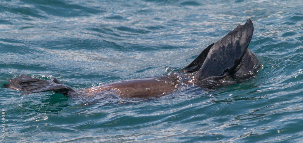 Obraz premium Cape fur seal in Hermanus Harbour, South Africa