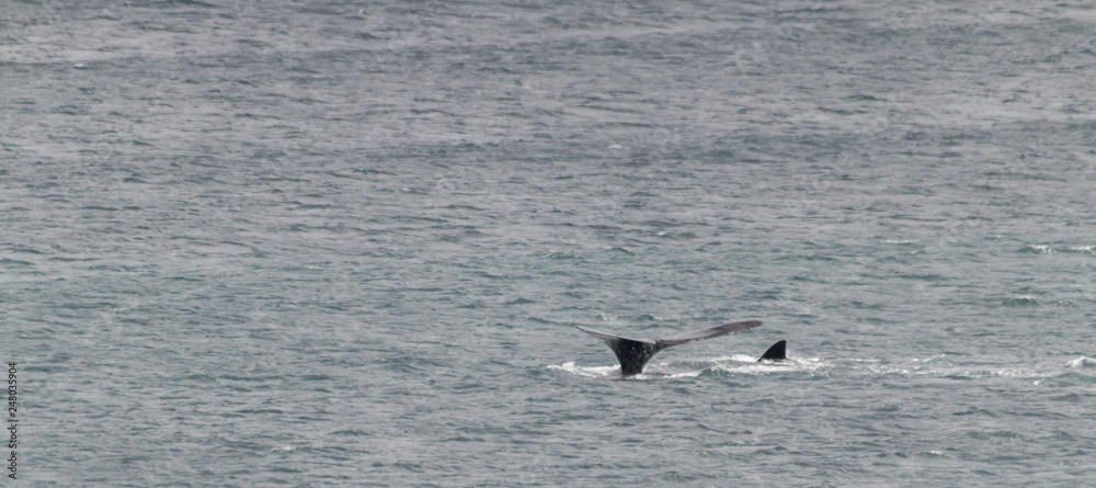 Southern right whale at Gansbaai, South Africa