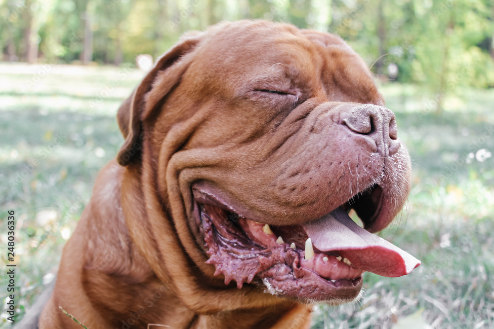 Dogue de Bordeaux,french mastiff