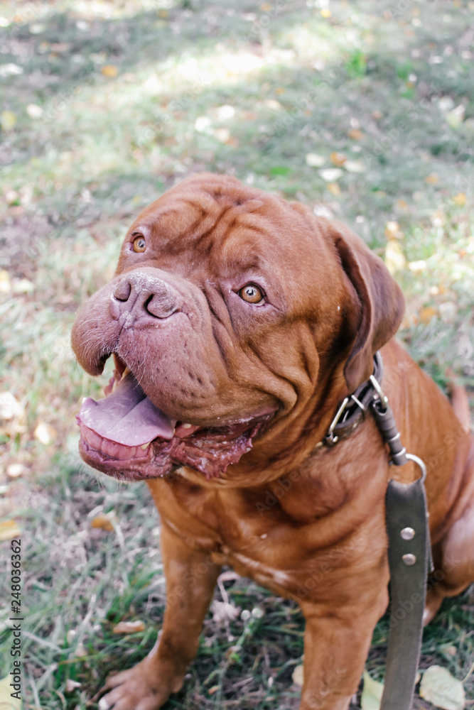 Dogue de Bordeaux,french mastiff