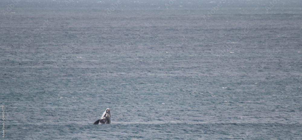 Southern right whale at Gansbaai, South Africa Southern right whale at Gansbaai, South Africa