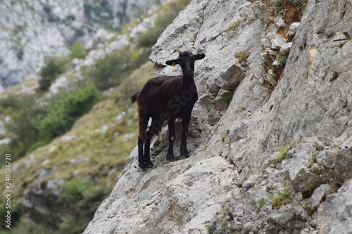 goats in mountains © ivan