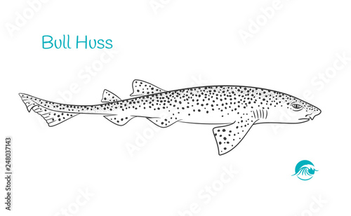 Nursehound hand-drawn illustration photo