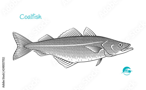 Saithe or Coalfish or pollock hand-drawn illustration